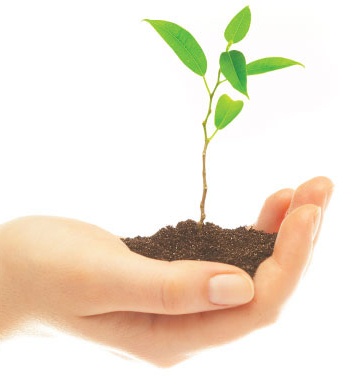 soil