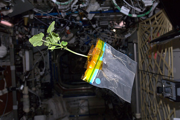 zucchini at zero gravity